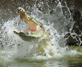 Crocodylus Park - Tweed Heads Accommodation 5