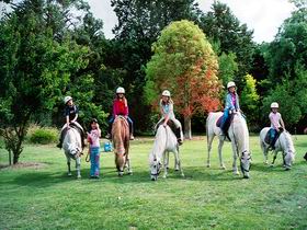 Limestone Coast Horseriding - Tweed Heads Accommodation 0
