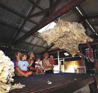 Shear Outback the Australian Shearers Hall of Fame - Tweed Heads Accommodation