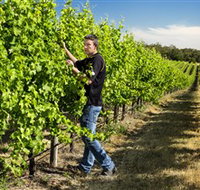 Patrick of Coonawarra - Tweed Heads Accommodation