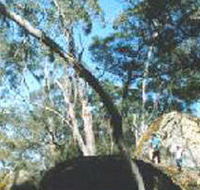 Dergholm State Park - Tweed Heads Accommodation