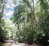Mount Lewis National Park - Tweed Heads Accommodation