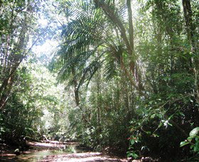 Mount Lewis National Park - Tweed Heads Accommodation 0