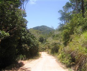 Mount Lewis National Park - Tweed Heads Accommodation 2