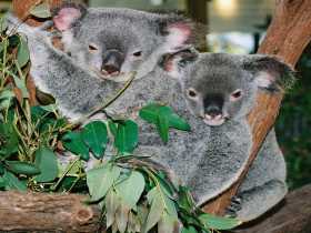 Kuranda Koala Gardens - Tweed Heads Accommodation 2