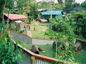 Kuranda Koala Gardens - Tweed Heads Accommodation 1