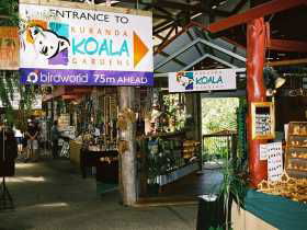 Kuranda Koala Gardens - Tweed Heads Accommodation 3