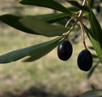 Red Rock Olives - Tweed Heads Accommodation