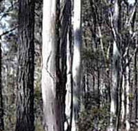 Kooyoora State Park - Tweed Heads Accommodation