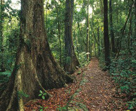 Eungella National Park - Tweed Heads Accommodation 1