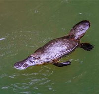 Platypus Viewing at Broken River - Tweed Heads Accommodation