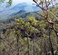 Crediton State Forest - Tweed Heads Accommodation