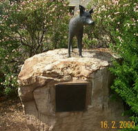 Dingo Statue - Tweed Heads Accommodation