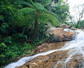 Finch Hatton Gorge - Tweed Heads Accommodation 0