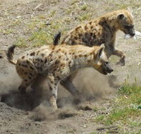 Altina Wildlife Park - Tweed Heads Accommodation