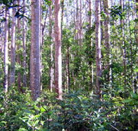 Cathu State Forest - Tweed Heads Accommodation