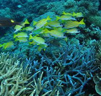 Castle Rock Dive Site - Tweed Heads Accommodation