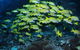 Nursery Bommie Dive Site - thumb 1
