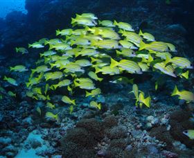 Nursery Bommie Dive Site - Tweed Heads Accommodation 1