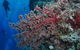 Nursery Bommie Dive Site - thumb 0