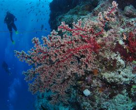 Nursery Bommie Dive Site - Tweed Heads Accommodation 0