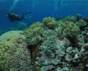 Nursery Bommie Dive Site - Tweed Heads Accommodation 2