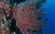Nursery Bommie Dive Site - thumb 3