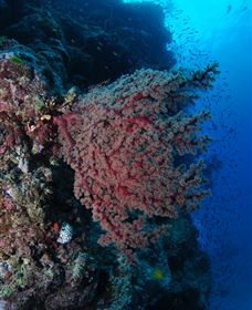 Nursery Bommie Dive Site - Tweed Heads Accommodation 3