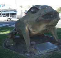 Big Cane Toad - Tweed Heads Accommodation