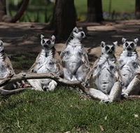 Savannah Visitor Plaza Taronga Western Plains Zoo Dubbo - Tweed Heads Accommodation