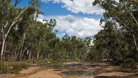 Pilliga National Park - Tweed Heads Accommodation 2
