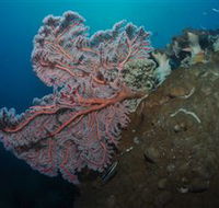 Luncheon Bay Dive Site - Tweed Heads Accommodation