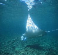Manta Ray Bay Dive Site - Tweed Heads Accommodation