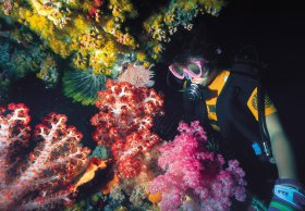 Bait Reef And Garys Lagoon Dive Site - Tweed Heads Accommodation 1