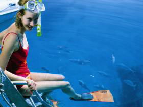 Bait Reef And Garys Lagoon Dive Site - Tweed Heads Accommodation 2