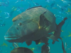 Fairey Reef - Tweed Heads Accommodation 0