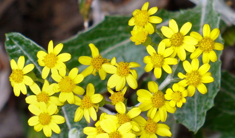The Rock Nature Reserve - Kengal Aboriginal Place - Tweed Heads Accommodation 1