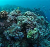 Manta Ray Drop Off Dive Site - Tweed Heads Accommodation