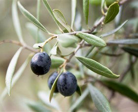 Wollundry Grove Olives - Tweed Heads Accommodation 2
