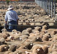 Livestock Marketing Centre - Tweed Heads Accommodation