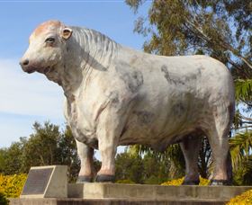 Rockhampton Bull Statues - Tweed Heads Accommodation 1