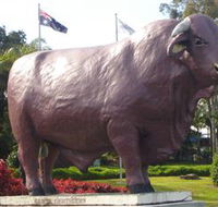 Rockhampton Bull Statues - Tweed Heads Accommodation