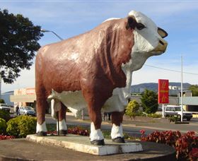 Rockhampton Bull Statues - Tweed Heads Accommodation 2