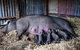 Springview Eco-Farm - thumb 7