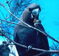 Mount Archer National Park - Tweed Heads Accommodation