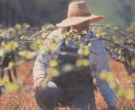 Canobolas Smith Winery - Tweed Heads Accommodation 0