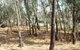 Chiltern-Mt Pilot National Park - thumb 0