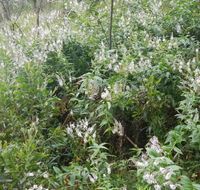 Snowgum walking track - Tweed Heads Accommodation