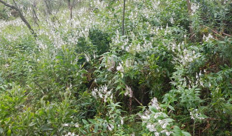 Snowgum Walking Track - Tweed Heads Accommodation 0
