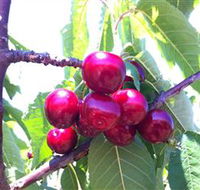 Ballinaclash Orchard and Cellar Door - Tweed Heads Accommodation